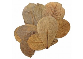 Catappa leaves (10 units - 8-10inches)