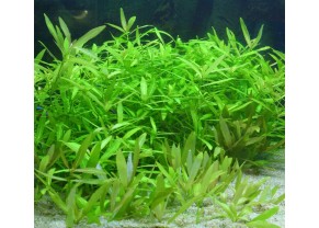 Dwarf Hygrophila