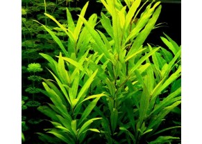 Hygrophila Angustifolia