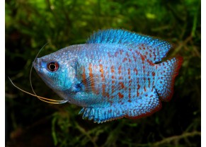 Dwarf Gourami "Cobalt"