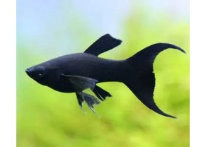 Black molly lyretail