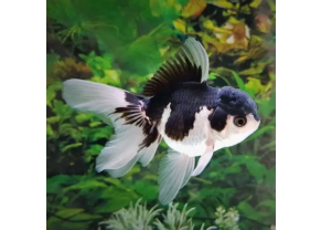 Oranda Panda