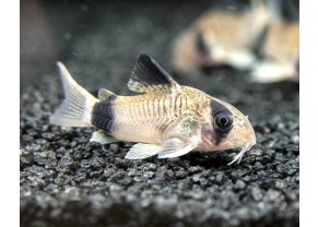 Panda Cory