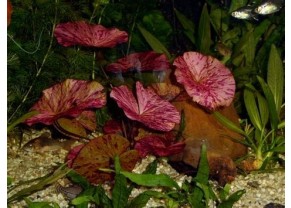 Red Tiger Lotus