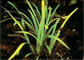 Dwarf Sagittaria