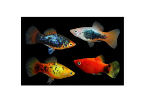 Assorted Platys