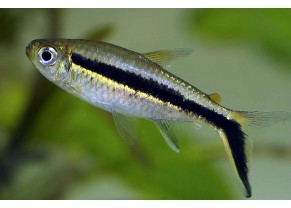 Penguin Tetra