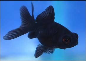 Black Moor Goldfish