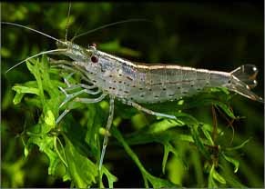 Amano Shrimp