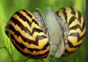 Neritina snail