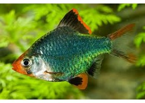 Green Tiger Barb