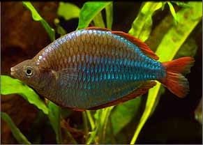 Neon Dwarf Rainbow