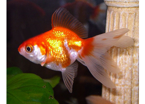 Red and white Fantail Goldfish
