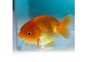 Ranchu Goldfish