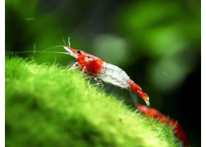 Red Rili Shrimp