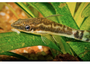 Otocinclus