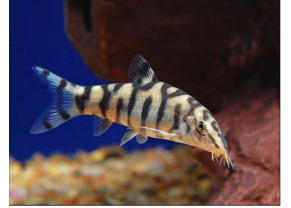 Pakistani Loach