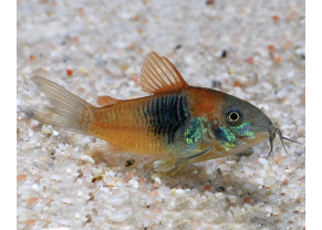 Venezuela Corydoras