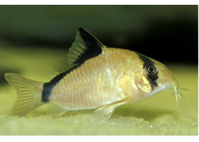 Bandit Corydoras