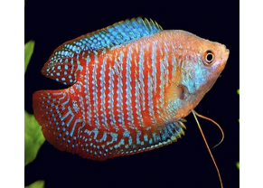 Dwarf Gourami