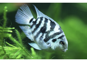 Tiger blue Parrot cichlid 