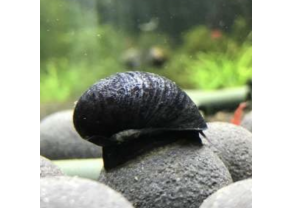 Black Helmet Snail