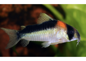 Adolfo's cory