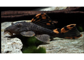 Three Beacon Pleco