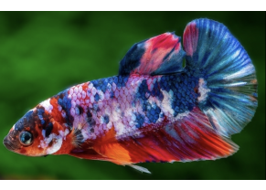 Female Koi Betta