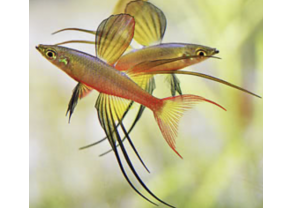 Threadfin Rainbow