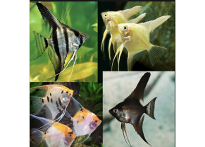 Assorted Angelfish 
