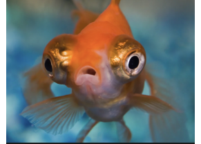 Telescope-Eyed Goldfish