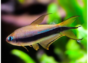Emperor Tetra