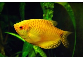 Golden Gourami