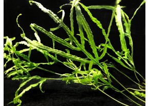Trident Java Fern
