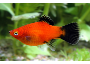 'Wagtail'' Platy