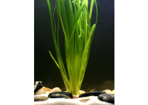 Common Vallisneria