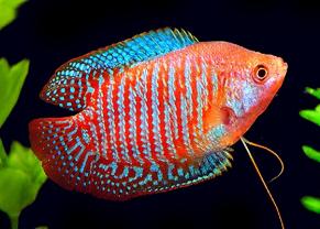 Gouramis et bettas