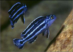 Cichlidés africains