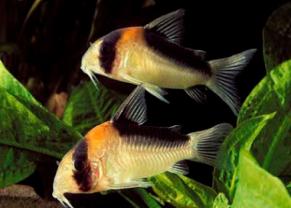 Corydoras et poissons chats