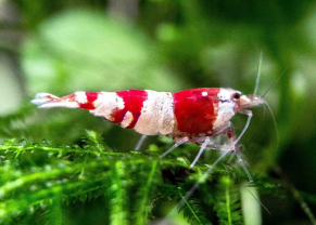 Crevettes et Écrevisses