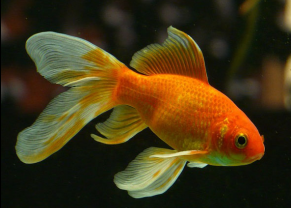 Poissons rouges
