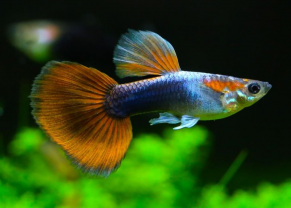 Poissons vivipares