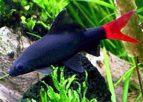 Poissons requin