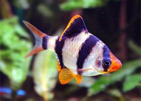 Barbus