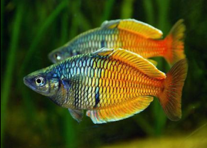 Poissons arc-en ciel