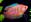 Gouramis et bettas