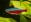 Tetras
