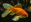 Poissons rouges