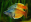 Poissons arc-en ciel
